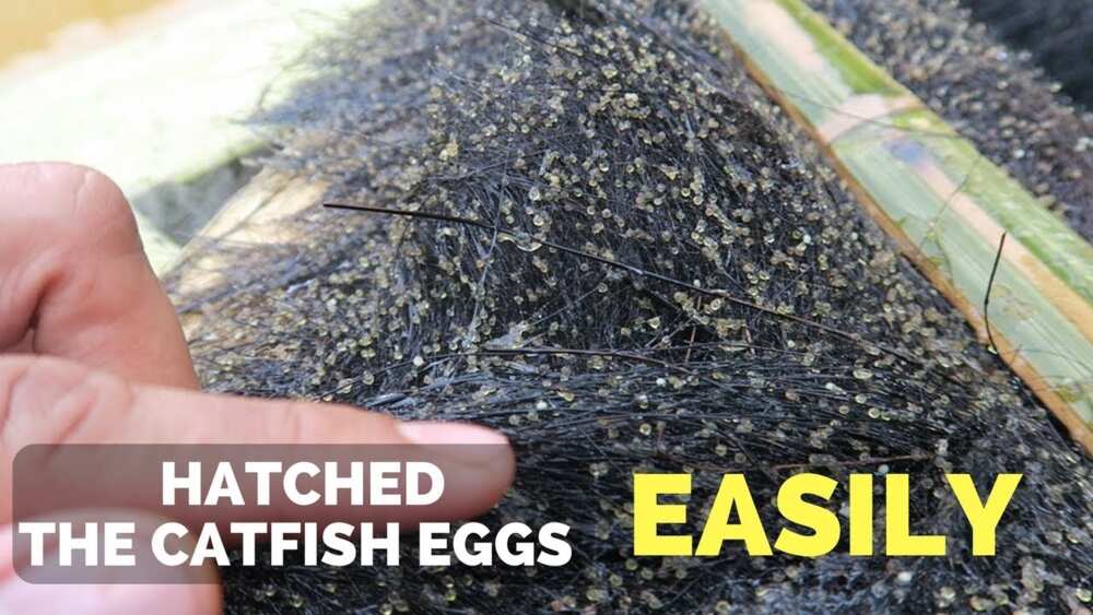 How to hatch catfish eggs at home