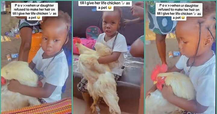 Little girl pampers live chicken in trending video
