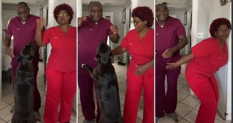 Black dog enters dance as husband and wife do TikTok video.