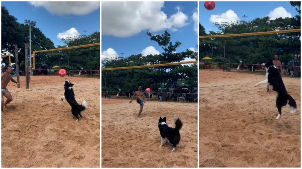 dog plays ball