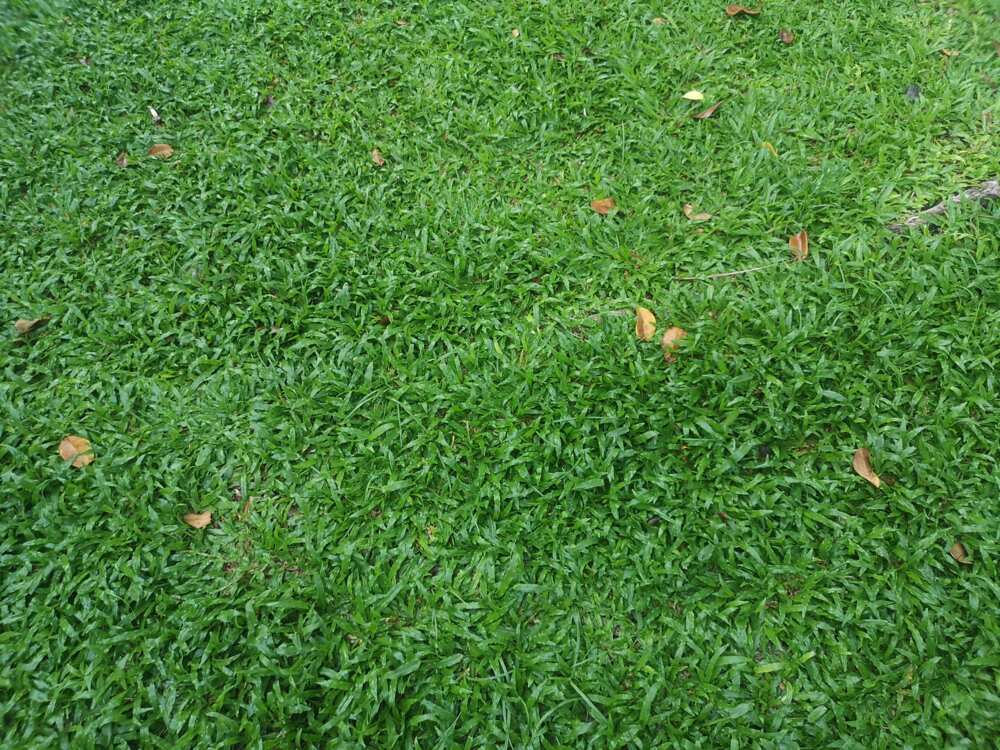 botanical name of carpet grass botanical name of carpet grass