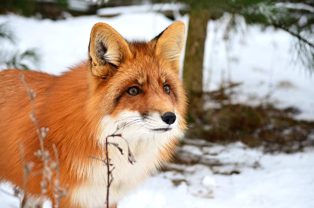 Cute fox names