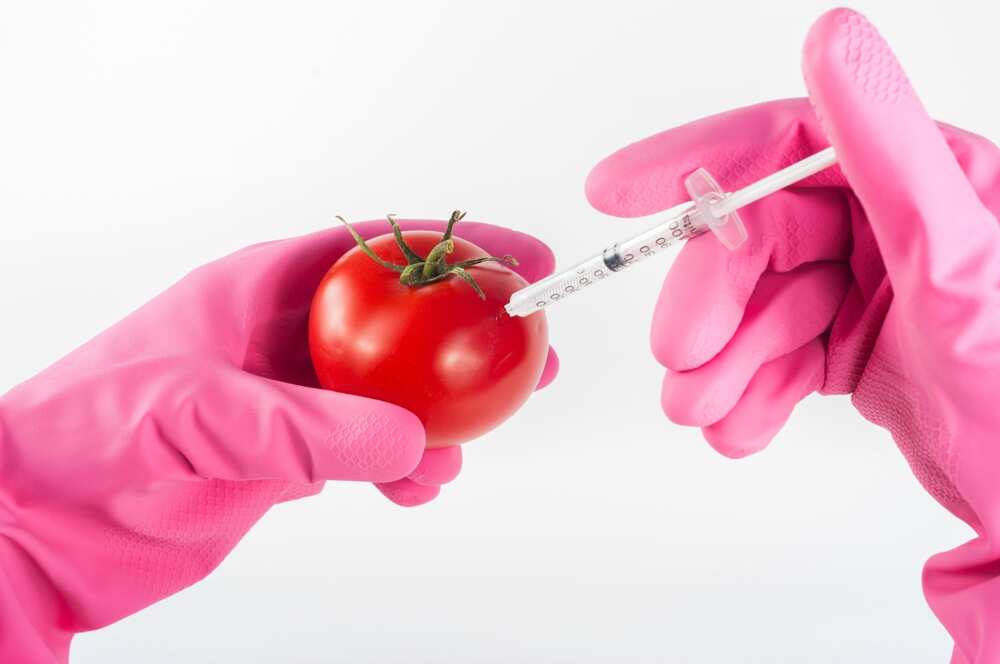 Pros and cons of GMOs Pros and cons of GMOs