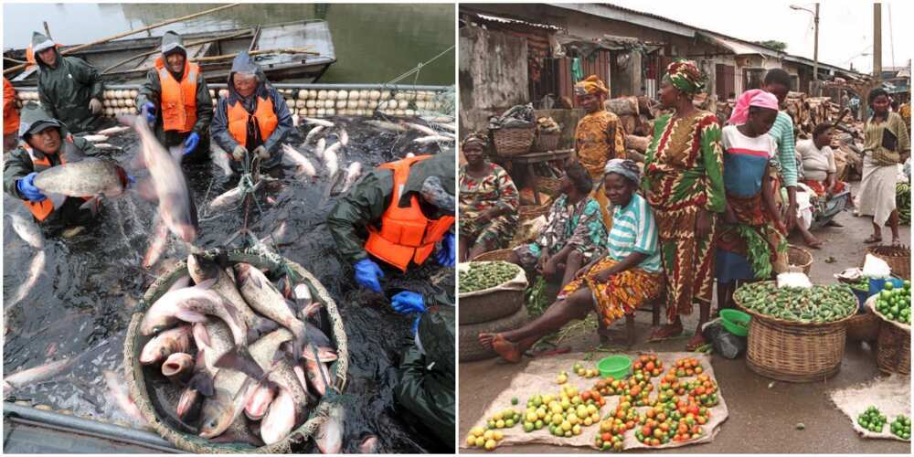 Agric Sector Contribution to Nigerian Economy Rises, Fish, Crop Businesses Lead