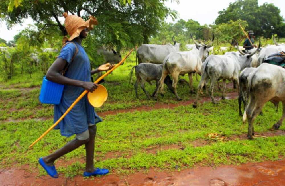 Gani Adams commends southwest governors for banning open grazing in Yorubaland Gani Adams commends southwest governors for banning open grazing in Yorubaland
