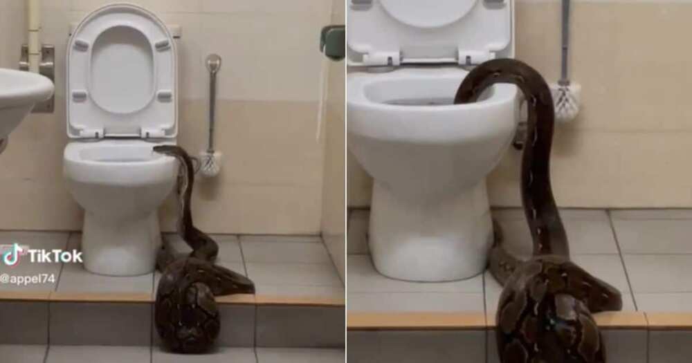 Huge snakes goes into toilet bowl