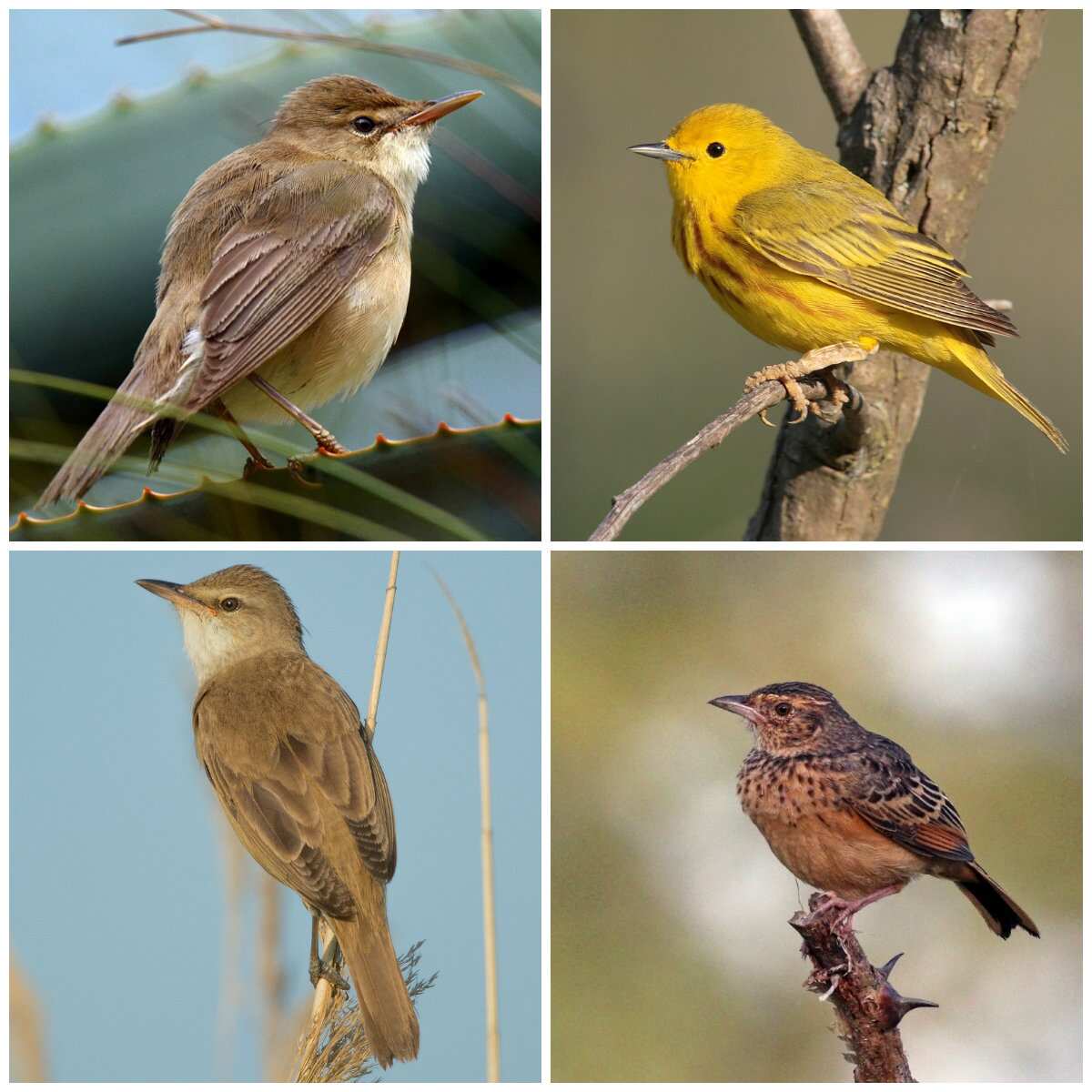 Passeriformes types