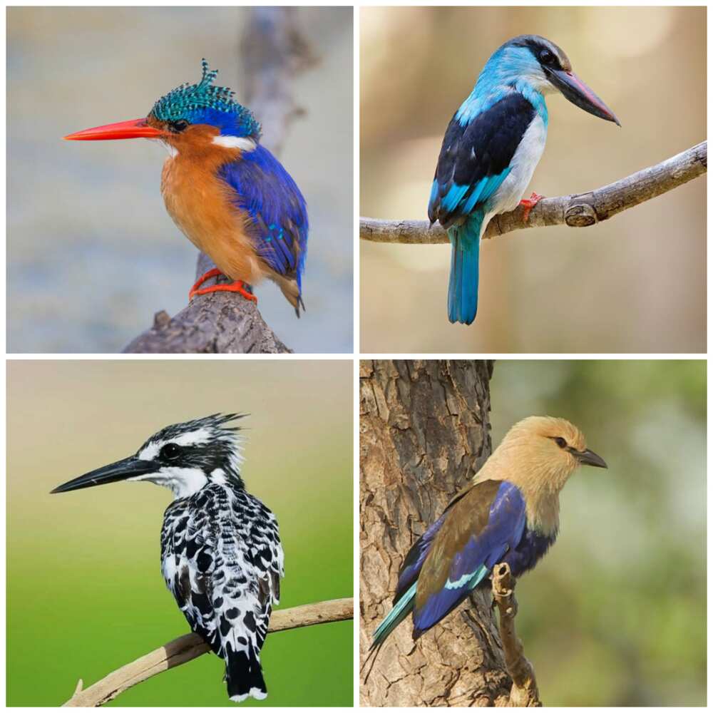 Different types of birds in Nigeria - Legit.ng