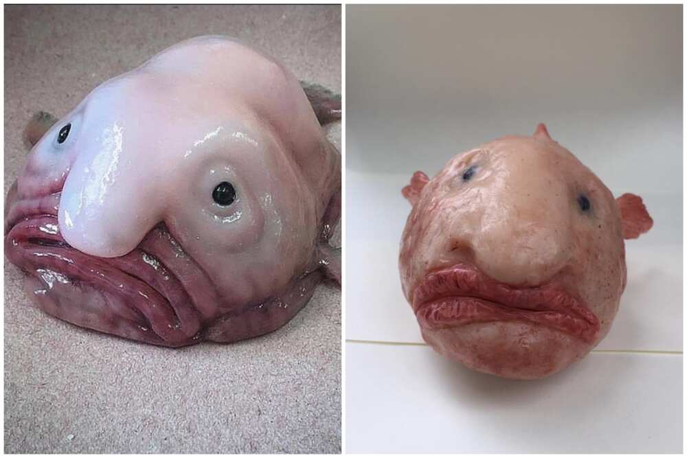 Blobfish in the water!  Creepy animals, Scary animals, Weird animals