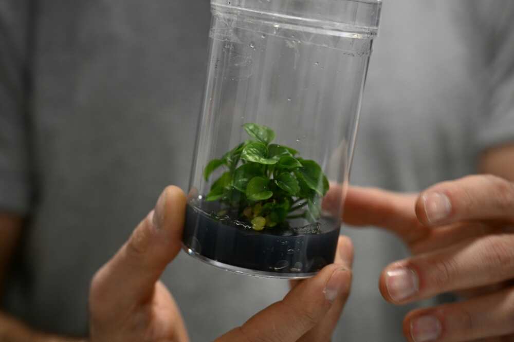A representative of French startup Neoplants displays a bioengineered Pothos plant at the Consumer Electronics Show (CES) in Las Vegas, Nevada, on January 6, 2023 A representative of French startup Neoplants displays a bioengineered Pothos plant at the Consumer Electronics Show (CES) in Las Vegas, Nevada, on January 6, 2023