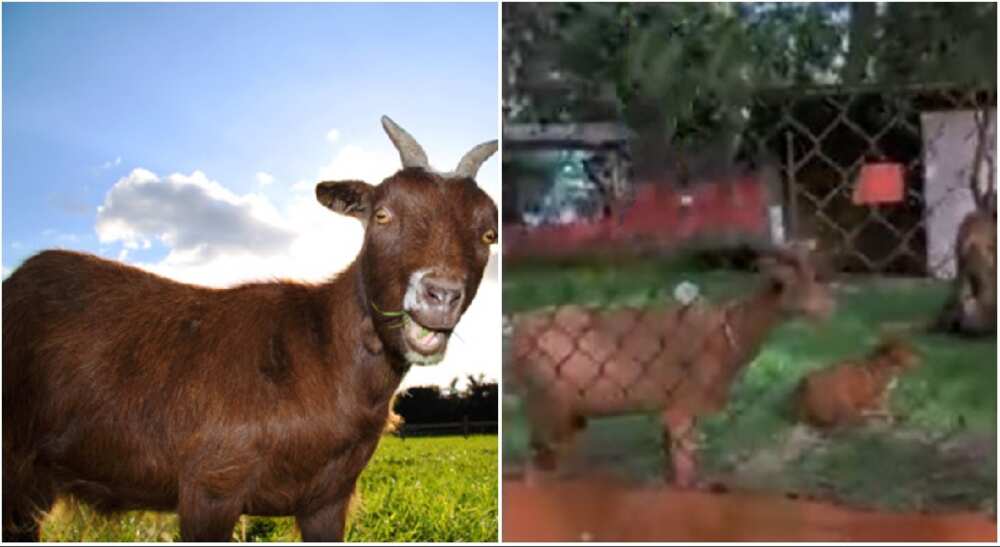 Fat goats seen in a Nigerian zoo.