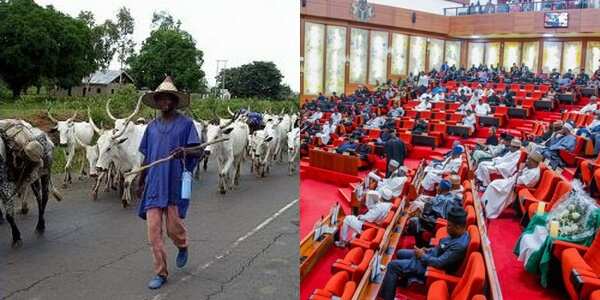 Flush them out: Senate kicks against criminal herdsmen, tells Buhari to issue executive order