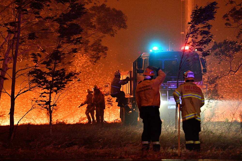 Raging bush fires in Australia kill 480m animals in 1 state alone