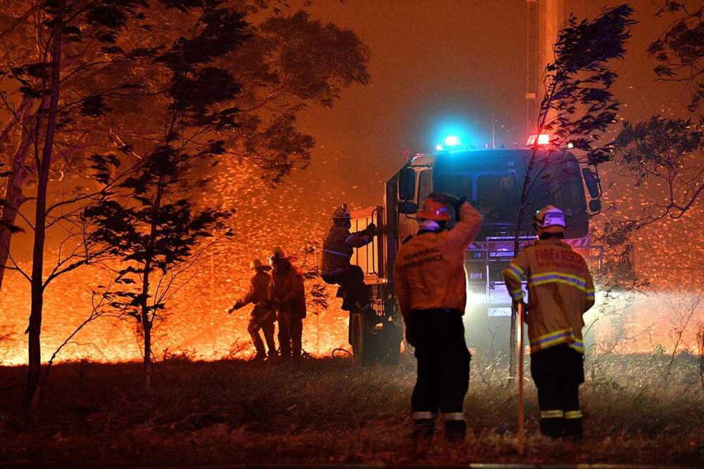 Over 1 billion animals killed as Australia's bushfires rage on