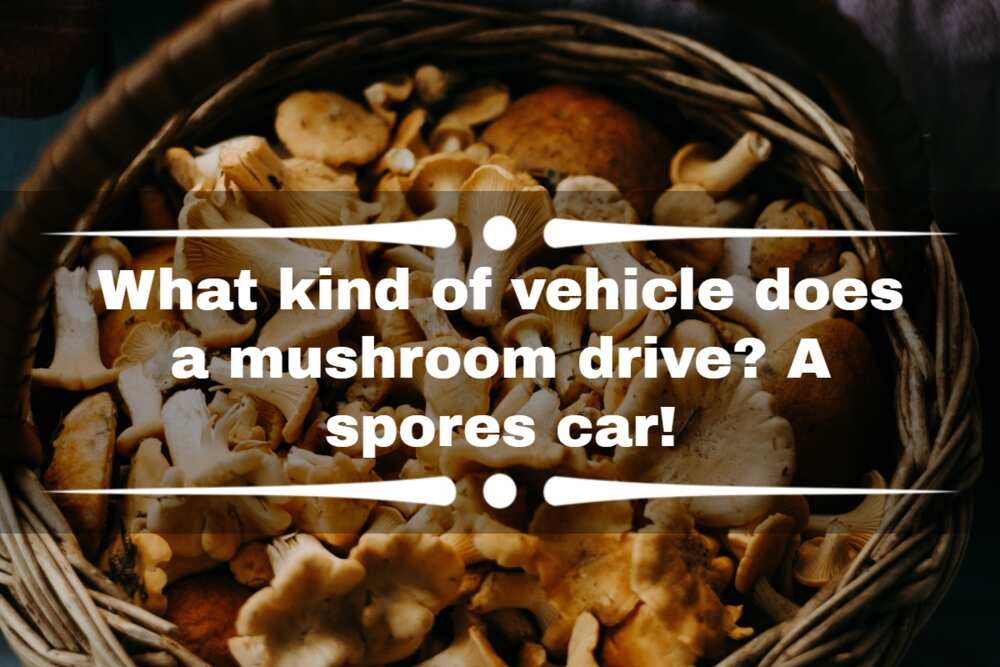 70+ mushroom jokes and puns that are seriously funny, no cap 
