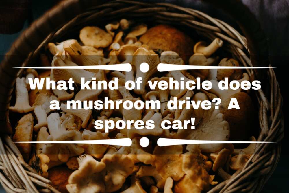 70+ mushroom jokes and puns that are seriously funny, no cap 70+ mushroom jokes and puns that are seriously funny, no cap