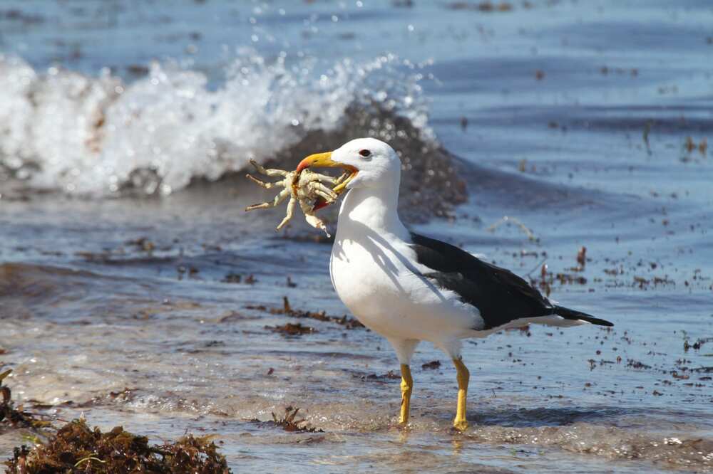 What does a bird symbolize?