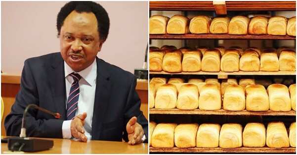 Burodi ya shiga jerin abincin manya irinsu Shinkafa da Albasa, Shehu Sani