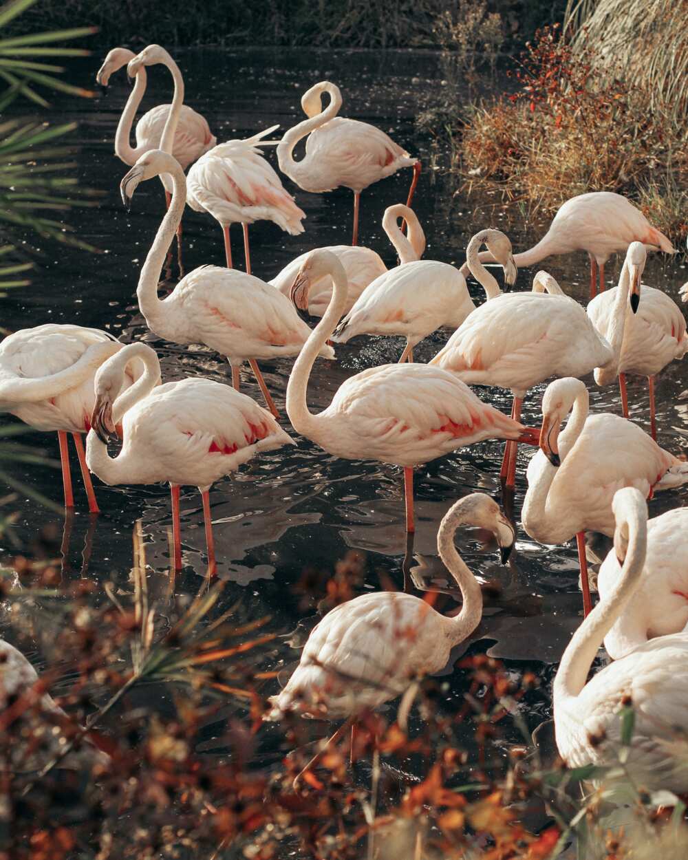 Coolest birds in the world Coolest birds in the world
