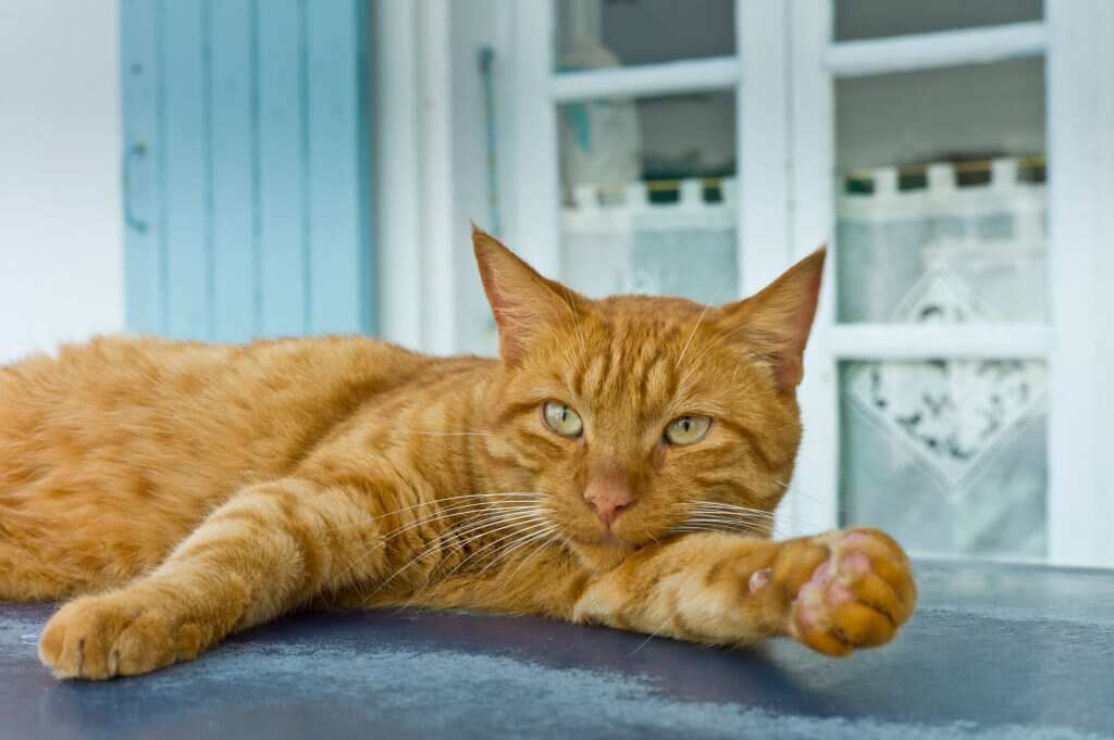 6 raisons pour lesquelles les chats roux sont de véritables chefs