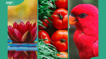 200+ things that are red: dazzling examples in nature