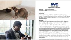 US announces job opening to kill rat, pay from N75m link to submit CV for consideration emerge