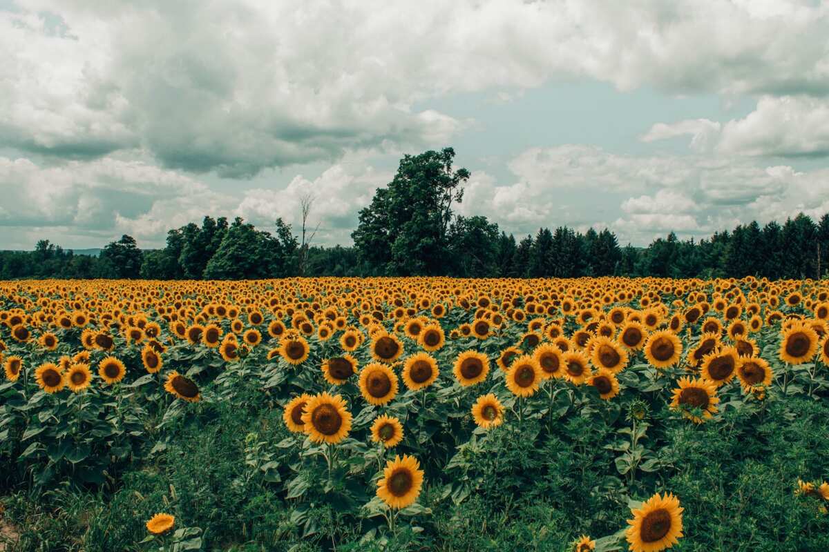 sunflower-symbolism-what-is-this-flower-supposed-to-represent-legit-ng