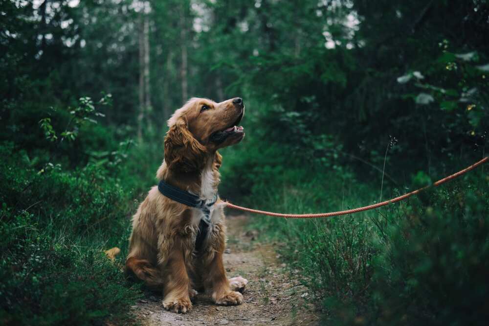 what kind of dog are you quiz what kind of dog are you quiz