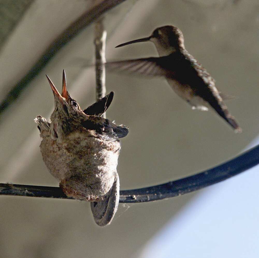 Colibri Abeille