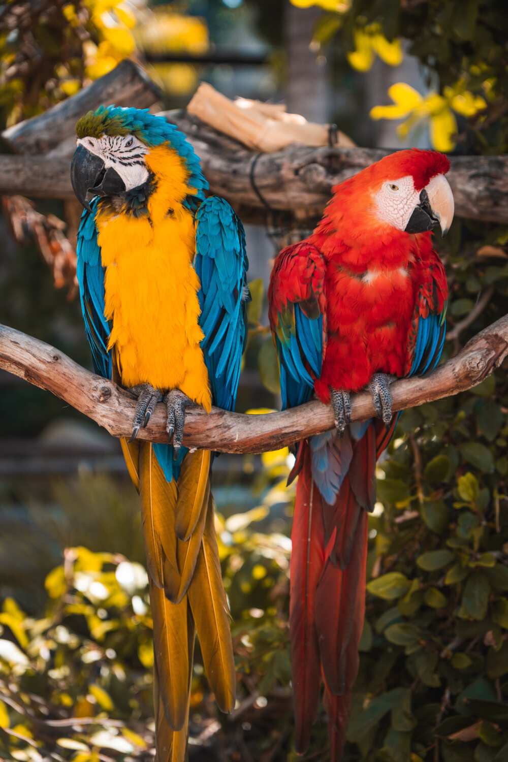 The Eagle  Most beautiful birds, Beautiful birds, Colorful birds