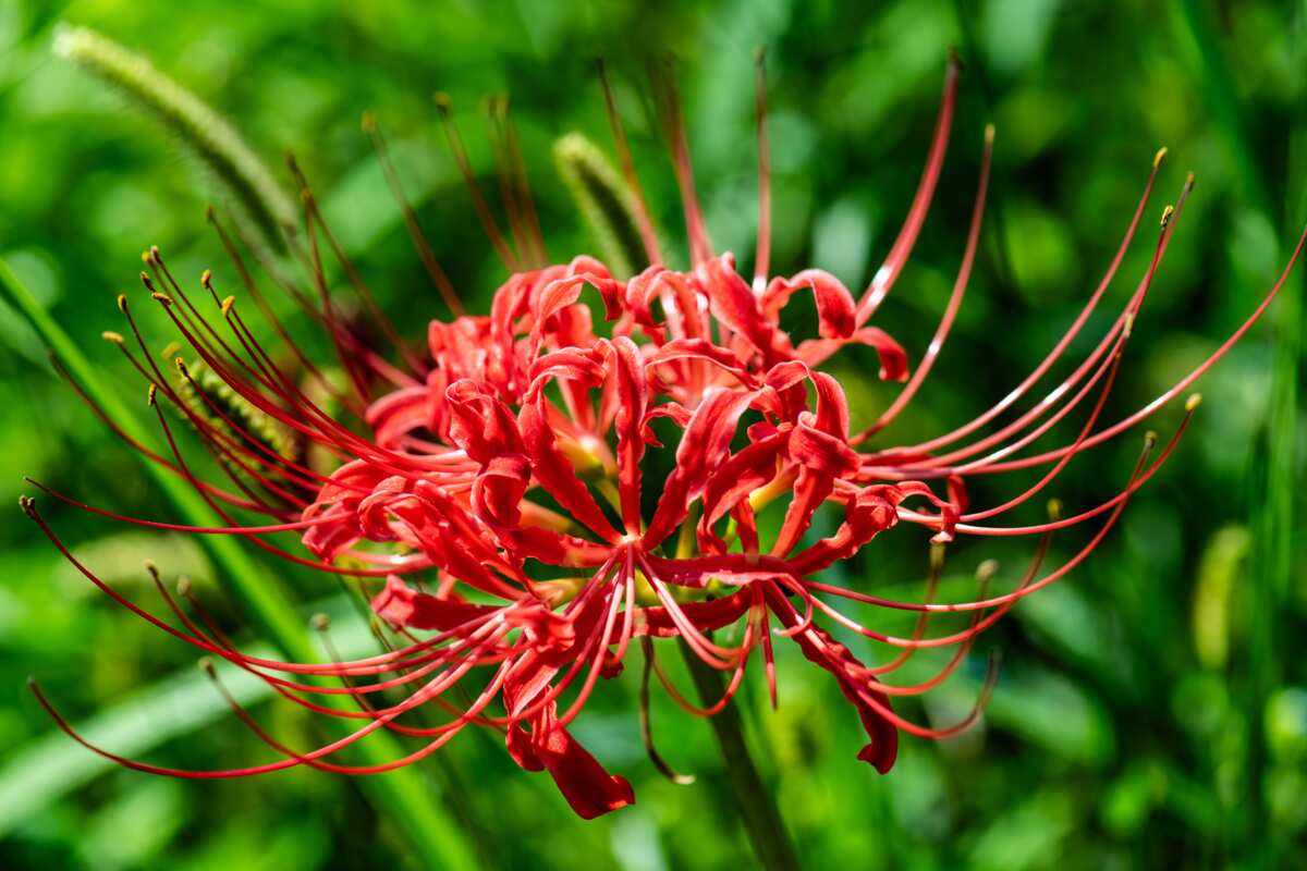 What is the spider lily’s meaning? The flower’s spiritual significance explained
