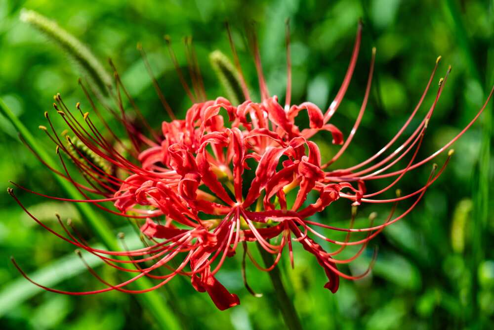 A red spider lily flower head and a green background