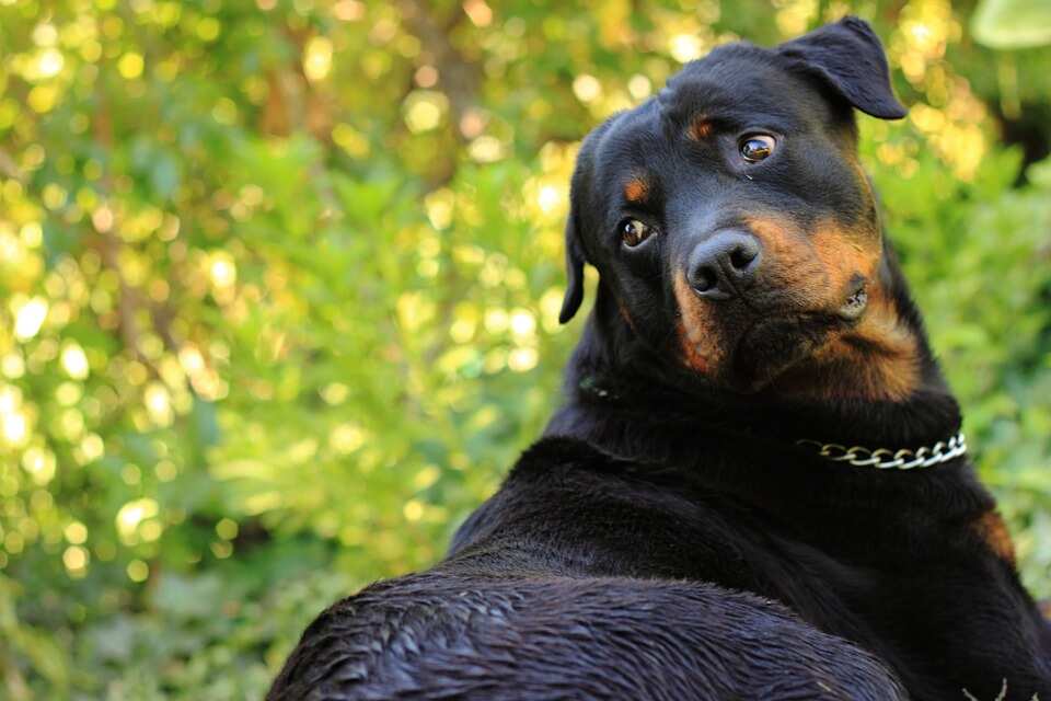 Most expensive dog in the world 2018 Most expensive dog in the world 2018