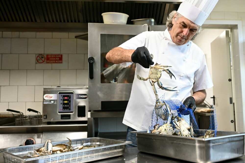 Italian cooks are seeking to explore how to use the blue crab, a new, tasty resource in their kitchens
