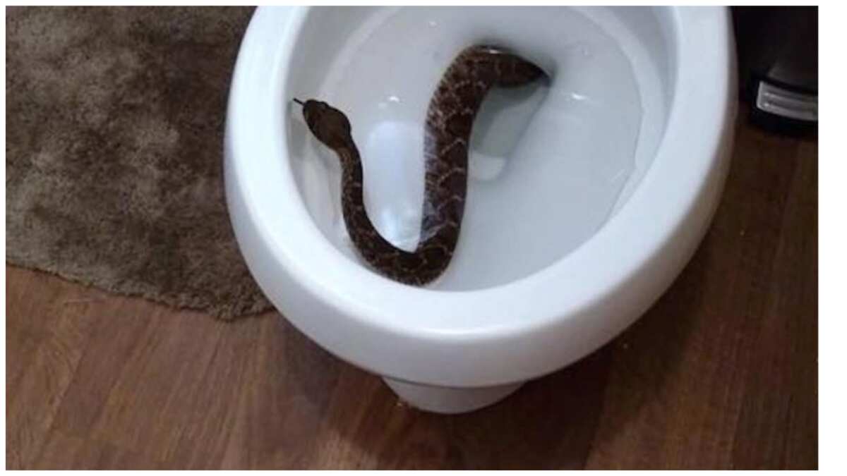 How can snakes get into toilet bowls? 7 essential but simple ways to stay safe and avoid snakebite in the home