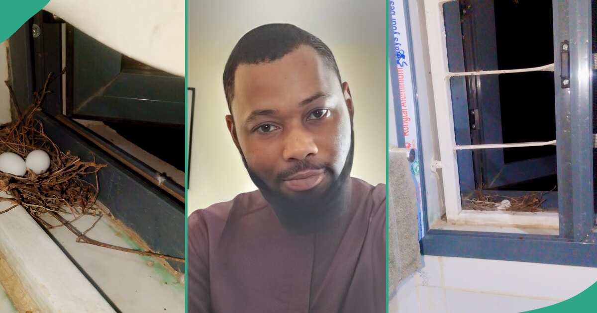 Nigerian man surprised as he finds thumb-sized eggs in friend's bathroom, shares pictures