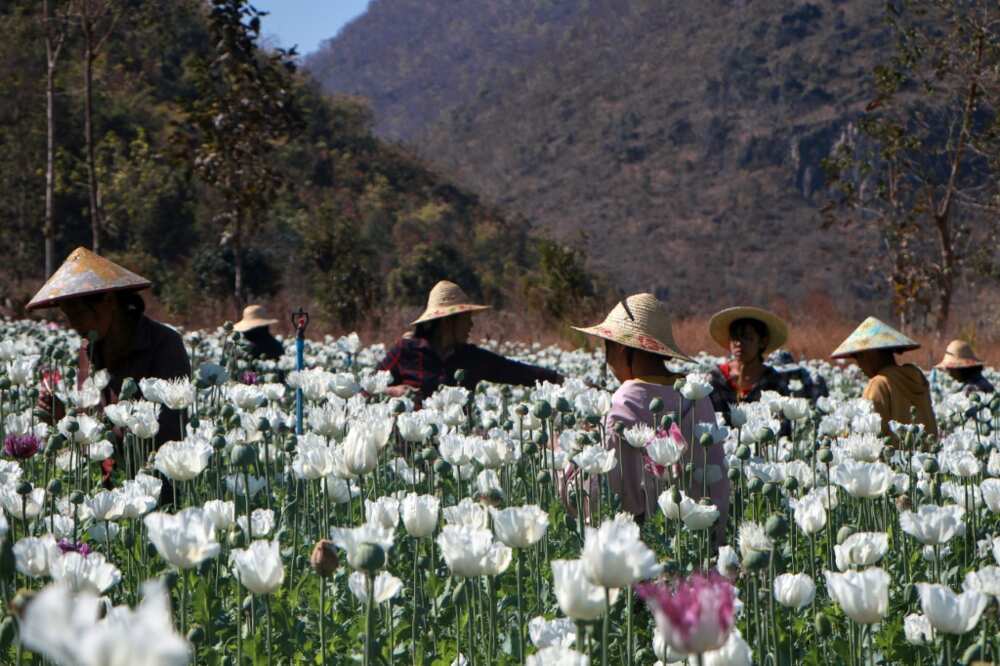 Myanmar became the world's biggest opium producer in 2023, overtaking Afghanistan after the Taliban government launched a crackdown on the crop there