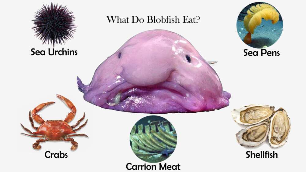 blobfish