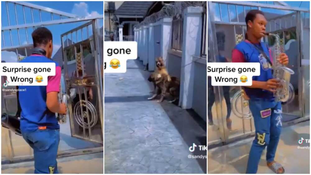 Man with saxophone/dogs scared performer. Man with saxophone/dogs scared performer.