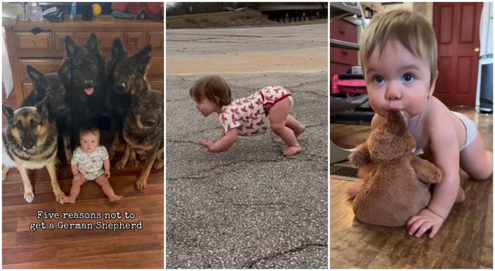 Photos of a baby born in the midst of 5 dogs.