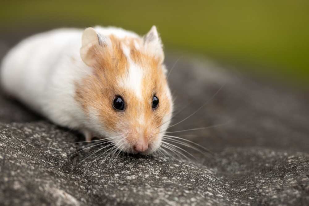 the cutest hamster ever