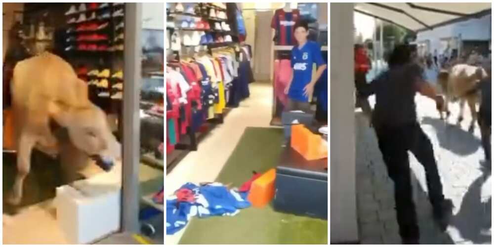 Video Shows Hilarious Moment Cow Enters Store, Sends Social Media into Funny Frenzy