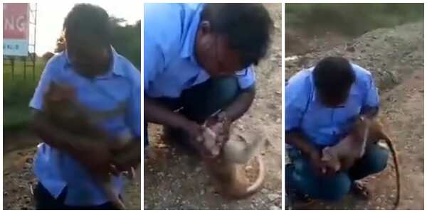 Good Samaritan resuscitates dying monkey