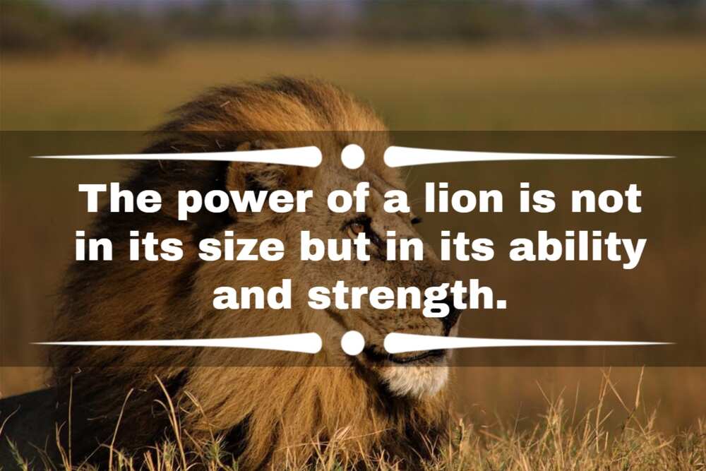 young lion quotes