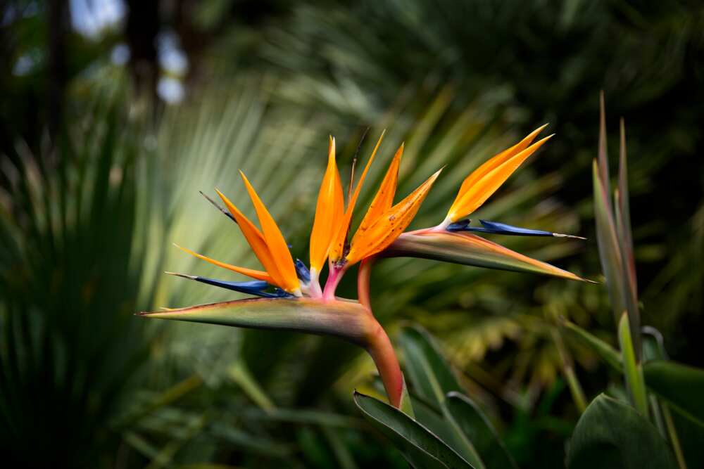Close up shot of bird of paradise in bloom