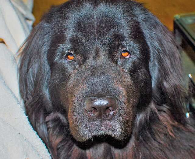 Newfoundland dog