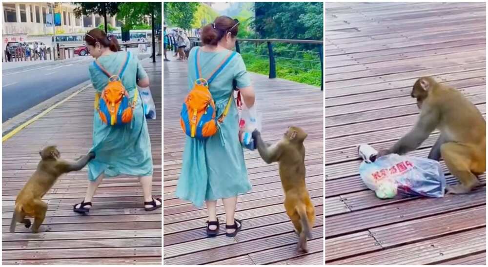 Monkey wrestles bag from woman.