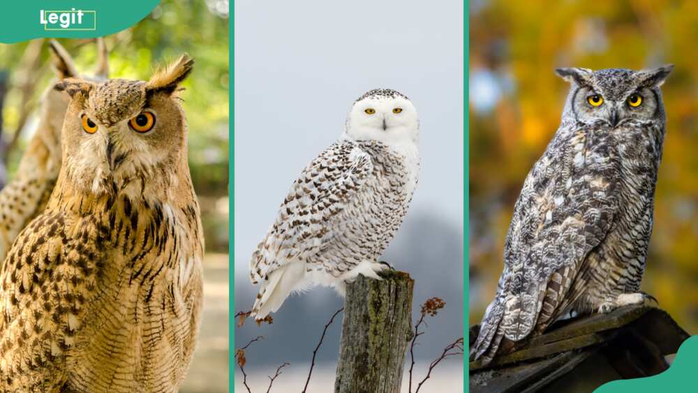 Great Horned owl (L), Snowy owl (C), Great-horned owl (R)