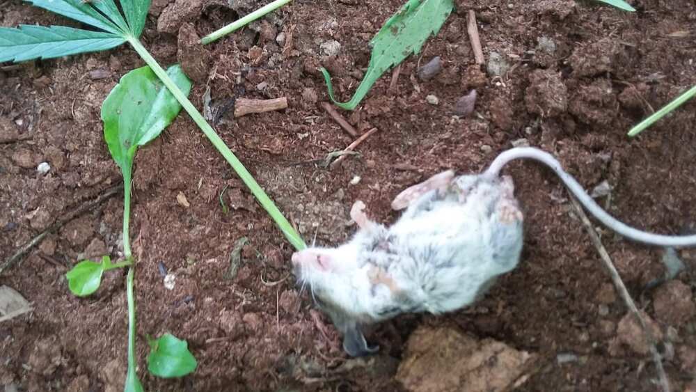Mouse who fainted after chewing marijuana leaves placed in makeshift rehab