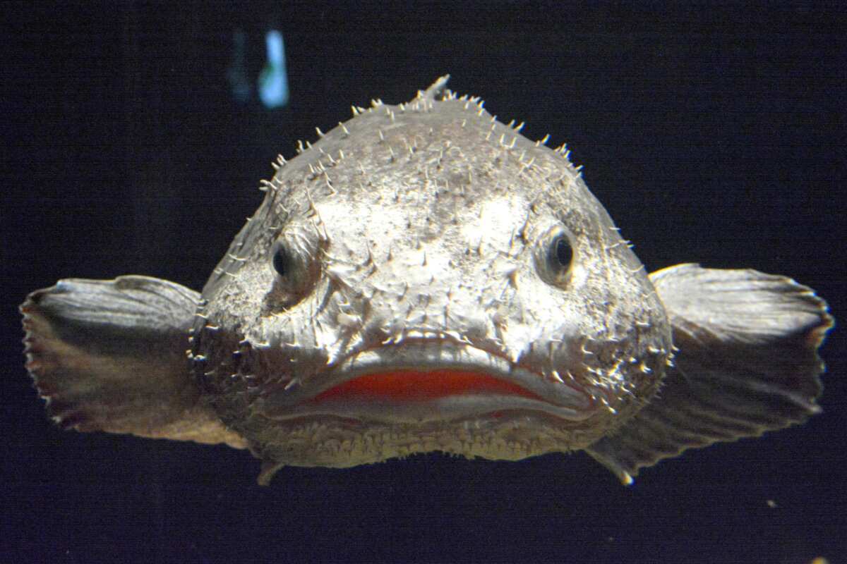 funny ugly fish